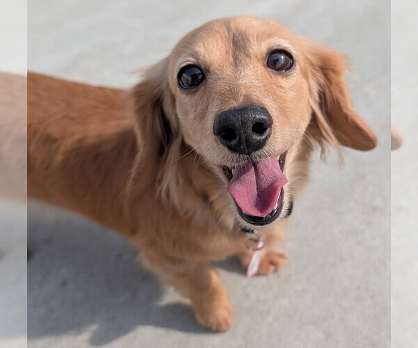 Medium Photo #11 Dachshund Puppy For Sale in Shelbyville, TN, USA