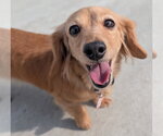 Small #10 Dachshund
