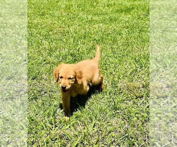 Medium Photo #1 Golden Retriever Puppy For Sale in RICHARDS, TX, USA