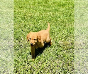 Golden Retriever Puppy for Sale in RICHARDS, Texas USA