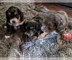 Small Photo #2 Aussiedoodle Miniature  Puppy For Sale in MIDLAND CITY, AL, USA