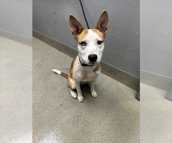 Medium Photo #1 Mutt Puppy For Sale in Las Vegas, NV, USA