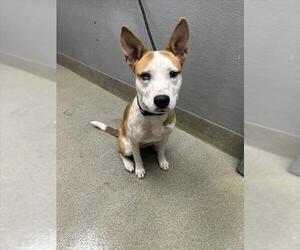 Mutt Dogs for adoption in Las Vegas, NV, USA