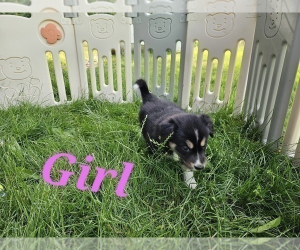 Medium Photo #4 Border Collie Puppy For Sale in ROY, WA, USA