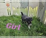 Small Photo #4 Border Collie Puppy For Sale in ROY, WA, USA