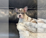 Small Photo #1 French Bulldog Puppy For Sale in HAZLET, NJ, USA