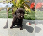 Small #10 Labrador Retriever