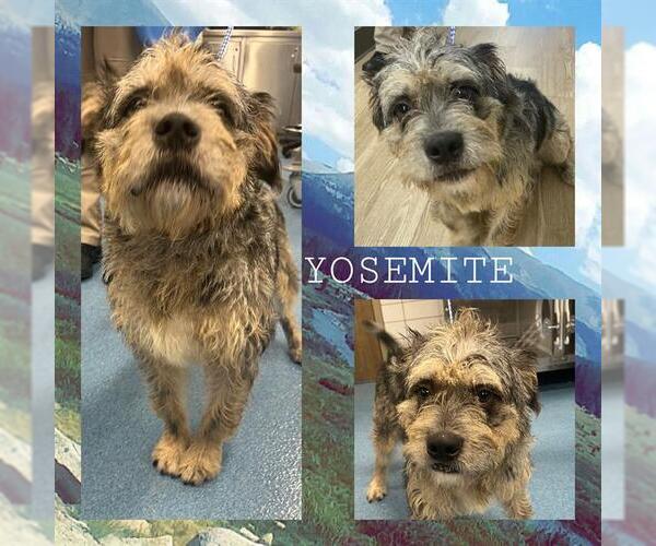 Medium Photo #2 Mutt Puppy For Sale in Pearland, TX, USA