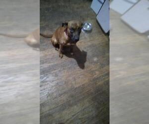 Shepradors Dogs for adoption in San Antonio, TX, USA