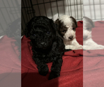 Small Photo #1 Poodle (Toy) Puppy For Sale in COPE, SC, USA