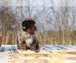 Small #7 ShihPoo