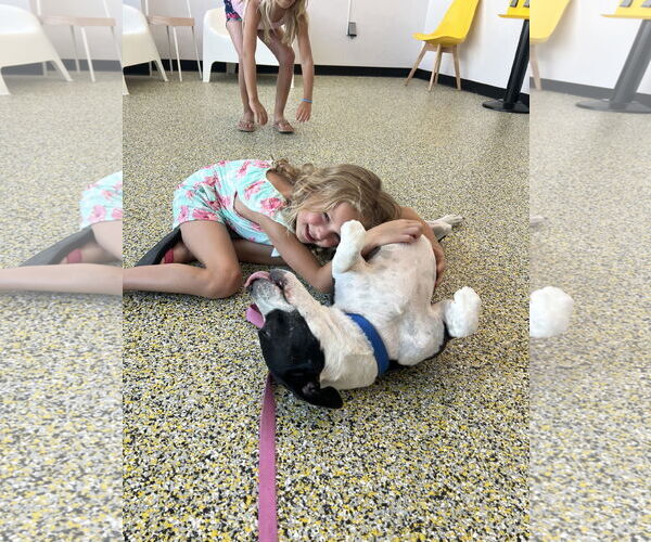 Medium Photo #3 Labrador Retriever-Unknown Mix Puppy For Sale in The Woodlands, TX, USA