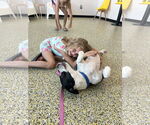 Small #2 Labrador Retriever Mix