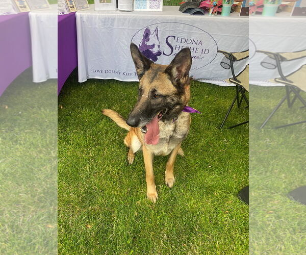 Medium Photo #3 German Shepherd Dog-Unknown Mix Puppy For Sale in Millburn, NJ, USA