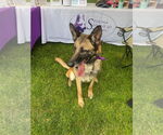 Small #2 German Shepherd Dog Mix