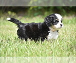 Small #5 Auss-Tzu