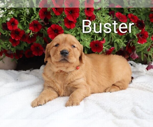 Medium Photo #29 Golden Retriever Puppy For Sale in LOYAL, WI, USA