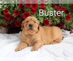 Small #4 Golden Retriever