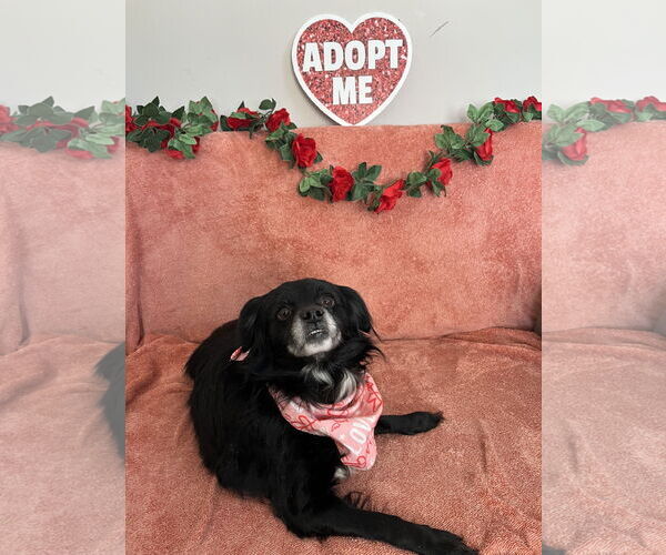 Medium Photo #1 Cavalier King Charles Spaniel-Unknown Mix Puppy For Sale in Rockaway, NJ, USA