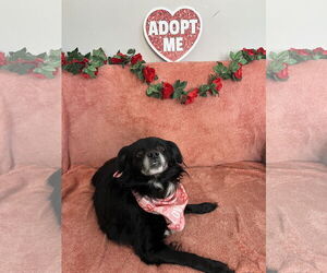 Cavalier King Charles Spaniel-Unknown Mix Dogs for adoption in Rockaway, NJ, USA