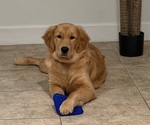 Small #7 English Cream Golden Retriever