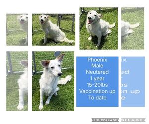 Jack Russell Terrier-Unknown Mix Dogs for adoption in Virginia Beach, VA, USA