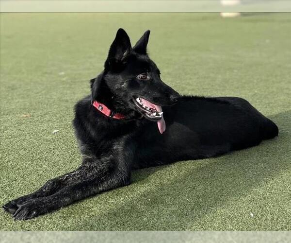 Medium Photo #1 Holland Shepherd-Siberian Husky Mix Puppy For Sale in Martinez, CA, USA