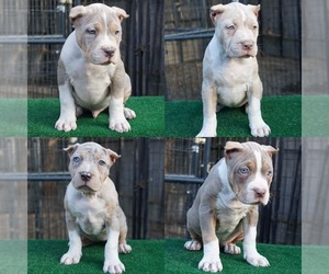 American Bully Puppy for sale in LAKEWOOD, WA, USA