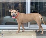 Small American Pit Bull Terrier Mix