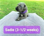 Small Photo #15 Cane Corso Puppy For Sale in MONTPELIER, VA, USA