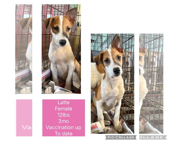 Medium Photo #4 Labrador Retriever-Unknown Mix Puppy For Sale in Virginia Beach, VA, USA