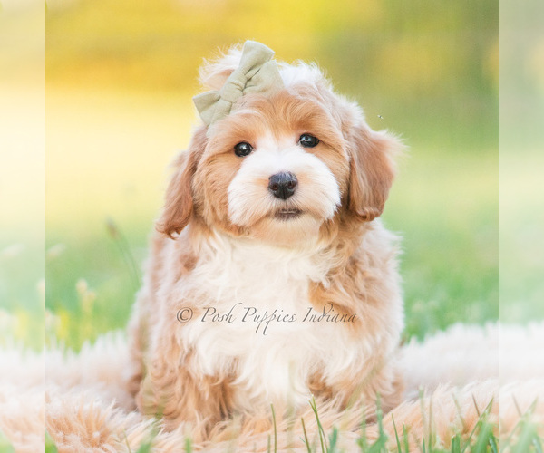 Medium Photo #35 Poodle (Miniature) Puppy For Sale in WARSAW, IN, USA