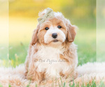 Small #3 Poodle (Miniature)