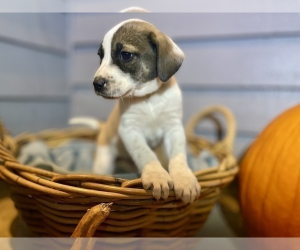 Medium Photo #6 Mutt Puppy For Sale in GRIFFIN, GA, USA