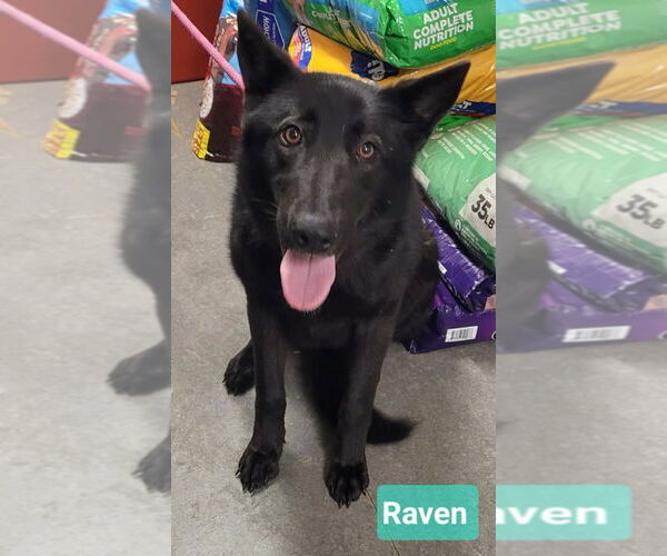 Medium Photo #2 Mutt Puppy For Sale in Richmond, IN, USA