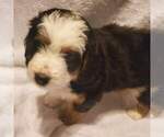 Small Photo #5 Miniature Bernedoodle Puppy For Sale in O FALLON, MO, USA