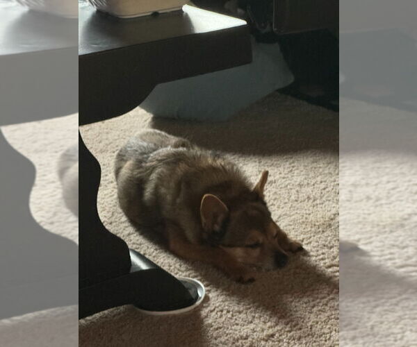 Medium Photo #2 Chiranian Puppy For Sale in Minneapolis, MN, USA