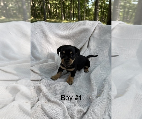 Medium Photo #7 Doxie-Pin Puppy For Sale in NEW FLORENCE, MO, USA