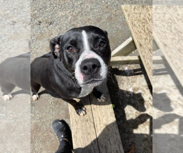 Medium Photo #15 Border Collie-Unknown Mix Puppy For Sale in Spotsylvania, VA, USA