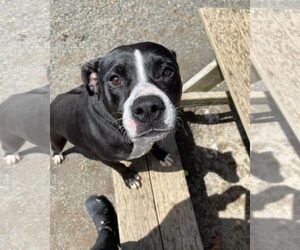 Harper - Female Border Collie-Unknown Mix Dog for Adoption - Photo #15