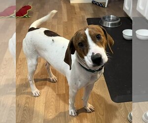 Treeing Walker Coonhound Dogs for adoption in Greenville, SC, USA