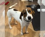 Small Photo #1 Treeing Walker Coonhound Puppy For Sale in Greenville, SC, USA