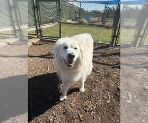 Great Pyrenees Dogs for adoption in Waterford, VA, USA