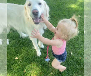 Maggie - Female Great Pyrenees Dog for Adoption - Photo #5