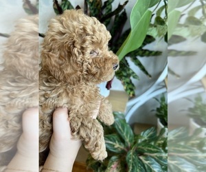 Poodle (Toy) Puppy for sale in MOUNT SOLON, VA, USA