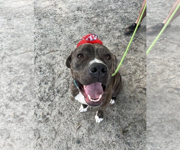 Medium Photo #3 American Pit Bull Terrier-Mountain Cur Mix Puppy For Sale in Rockaway, NJ, USA