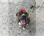 Small #2 American Pit Bull Terrier-Mountain Cur Mix
