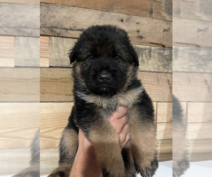 German Shepherd Dog Puppy for sale in BETHEL, CT, USA
