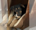 Small #2 Catahoula Leopard Dog-German Shepherd Dog Mix