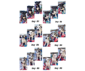 Alaskan Husky-American Pit Bull Terrier Mix Puppy for sale in SPRING HILL, FL, USA
